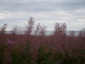 Parc Forillon – Gaspé (2)