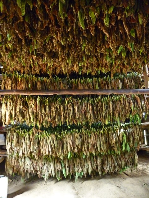 Séchoir à feuille de tabac - Cuba