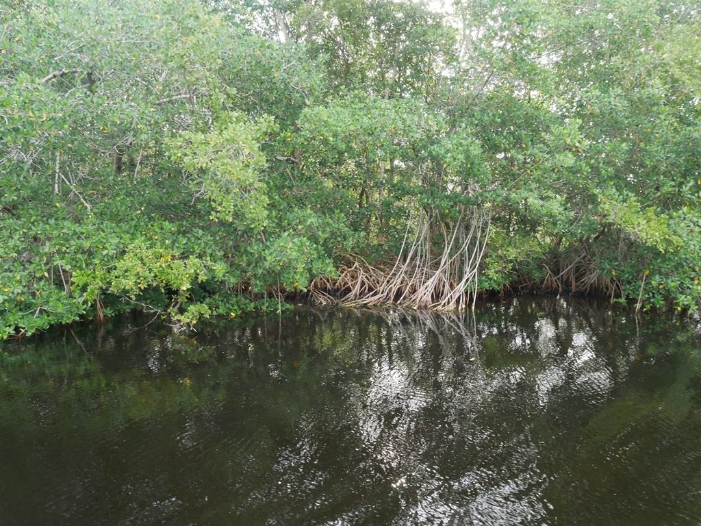 Everglades - Mangrove