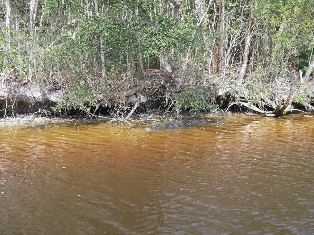 Everglades - crocodile