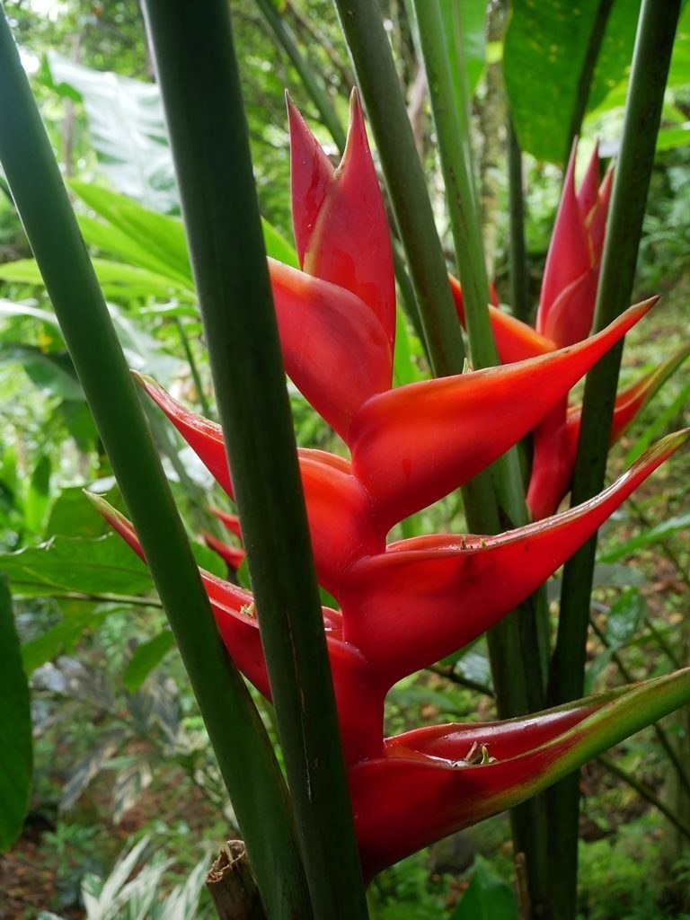 Hawaiian botanical tropical garden