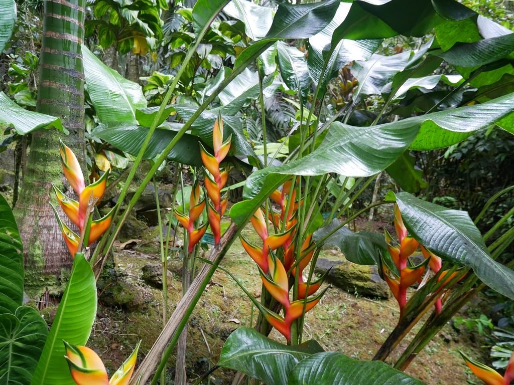 Hawaiian botanical tropical garden