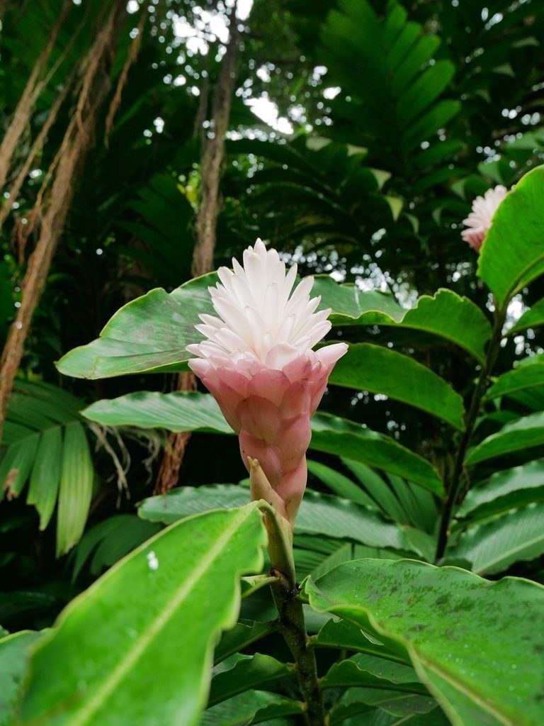 Hawaiian botanical tropical garden - Big Island