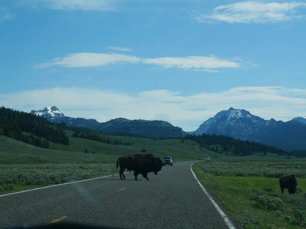 Animaux Lamar Vallée - bison à Yellowstone