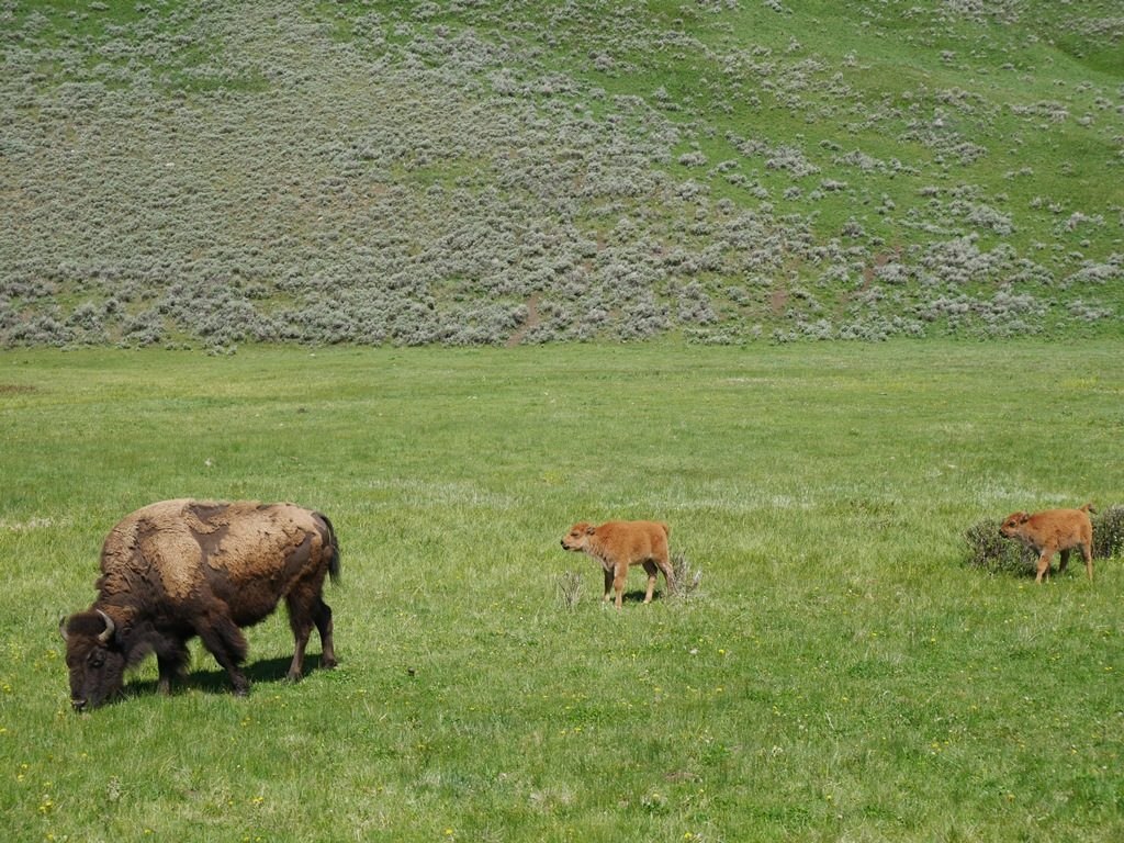 Animaux Lamar Vallée - bisons et bébés à Yellowstone