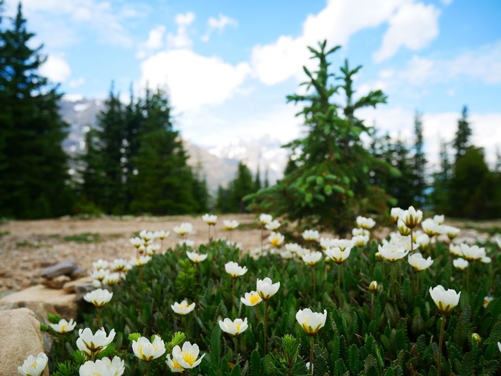 Fleurs des montagnes