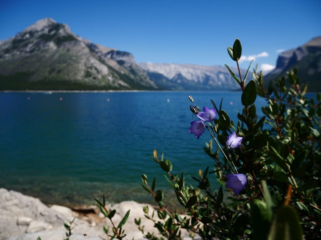 Fleurs des montagnes à Banff