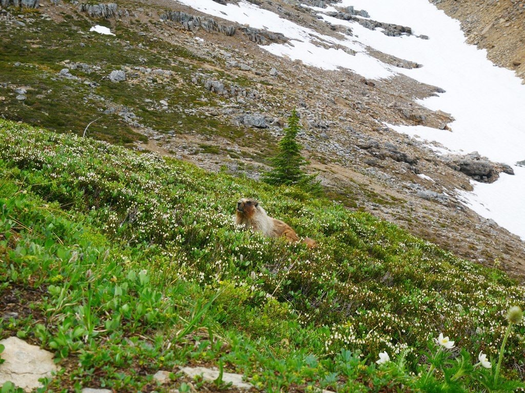 Marmotte à Banff