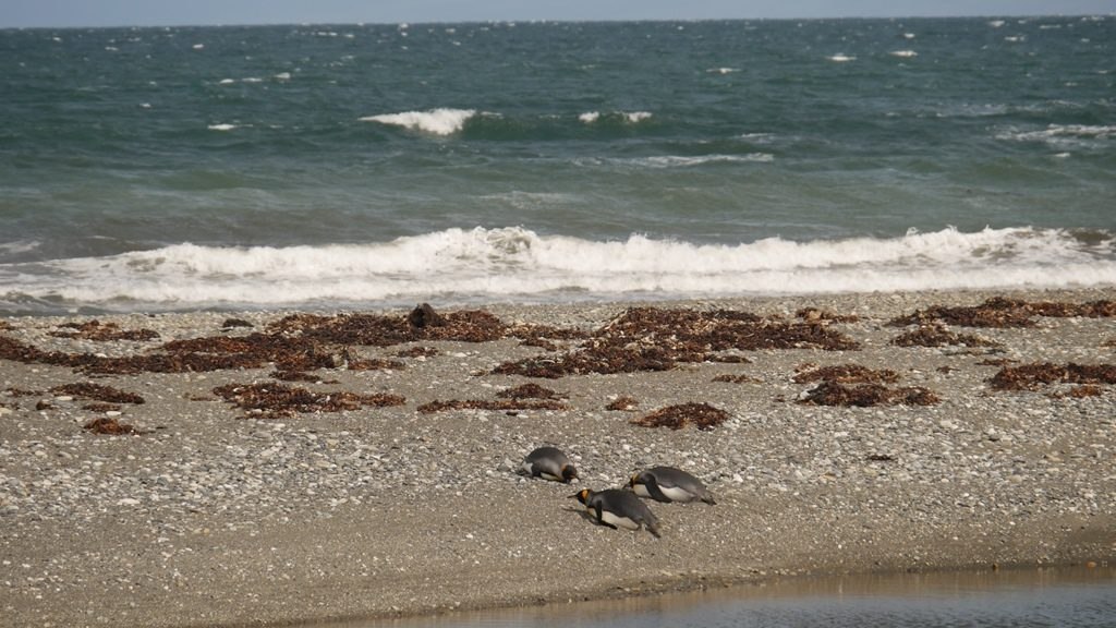 Manchots rois sur la plage