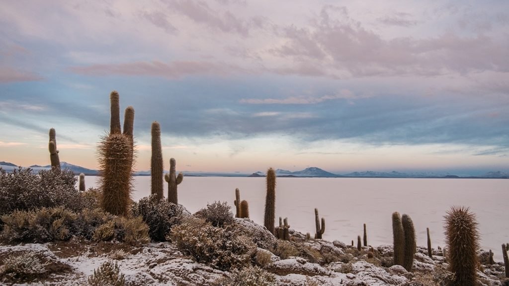 Isla Incahuasi et ses cactus- Sud Lipez