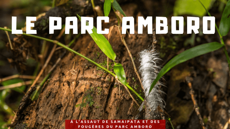 Lire la suite à propos de l’article À l’assaut de Samaipata et des fougères du parc Amboro